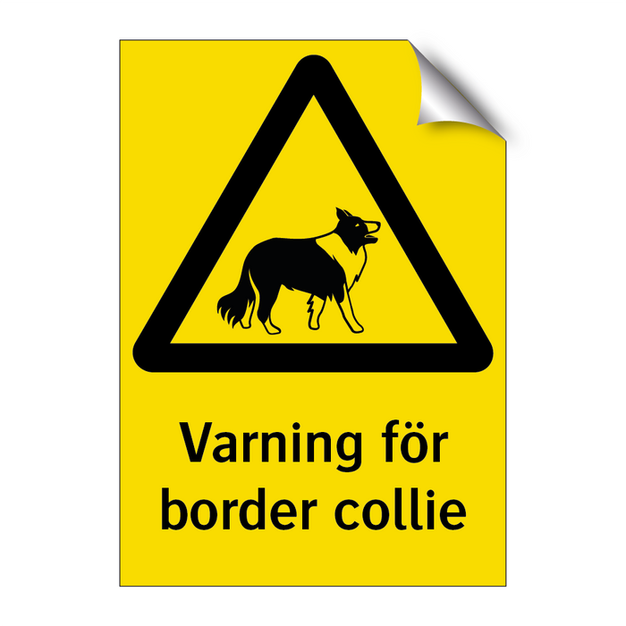 Varning för border collie & Varning för border collie